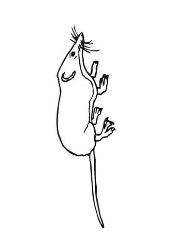 Mouse Shrew Coloring Page